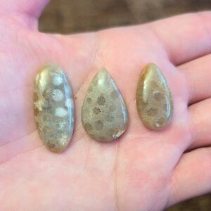 Natural Fossil Coral Cabochons